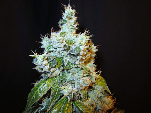 An image of Valley Dawg