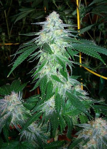 An image of Vic's High