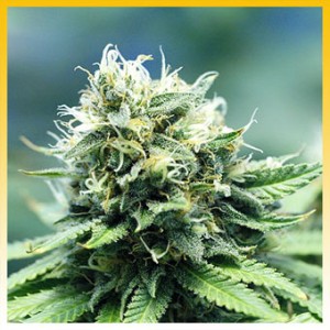An image of N.Y.C. Diesel