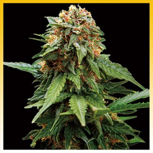 An image of Tangerine Dream