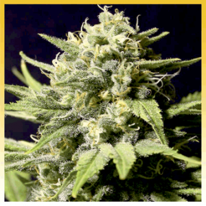 An image of Trainwreck