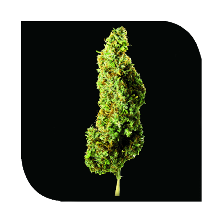An image of Mekanika Haze