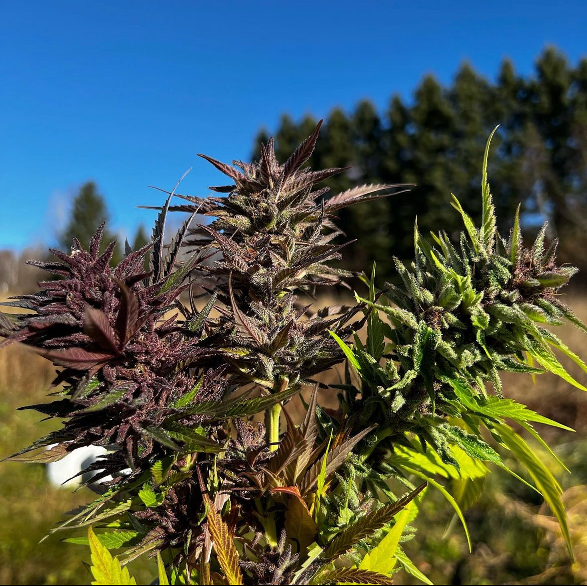 An image of Super Tropicanna Haze