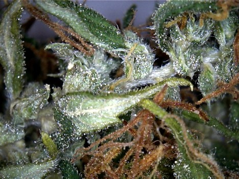 An image of Brain Candy