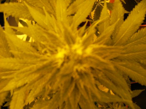 An image of Bubba OG Kush