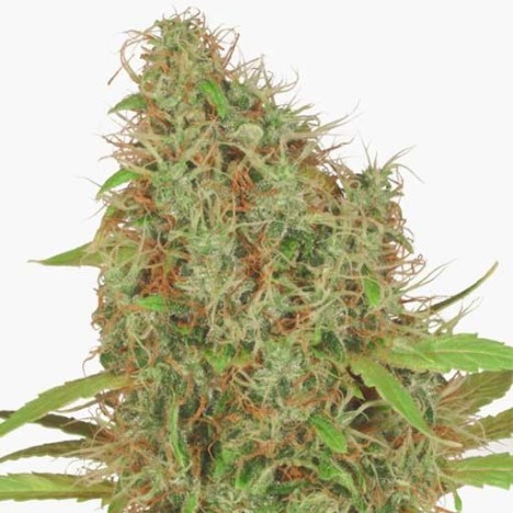 An image of Hazy Med CBD