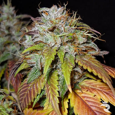 An image of Kaya Gold