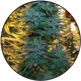 An image of Vicky Peach