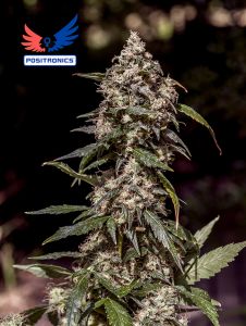An image of 1:20 CBD+