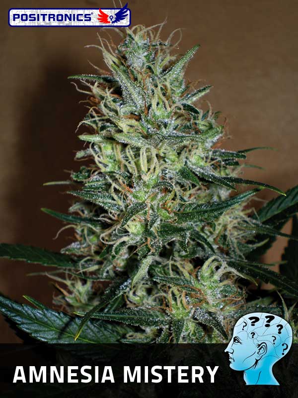 An image of Amnesia Mistery