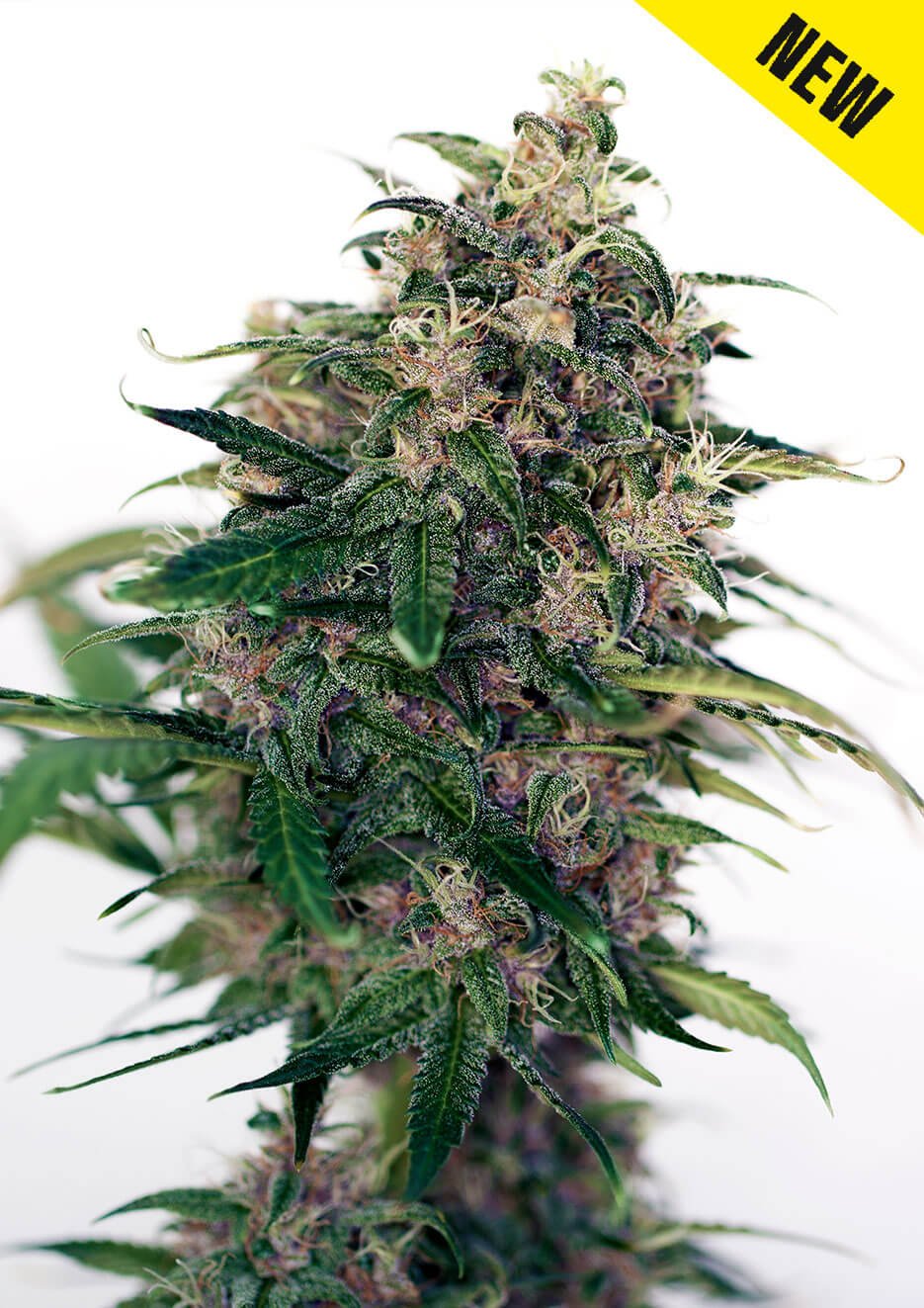 An image of Auto Somango #47