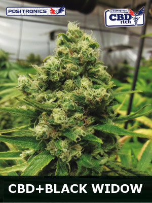 An image of CBD + Black Widow