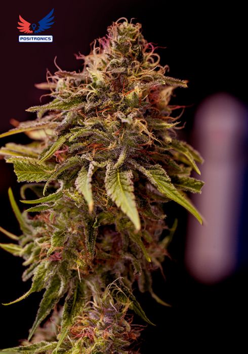 An image of CBD+ Caramelice