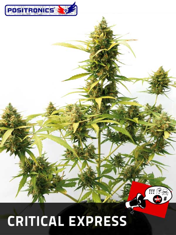 An image of Critical Express