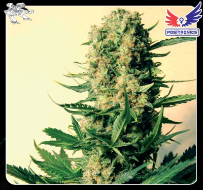 An image of Critical #47