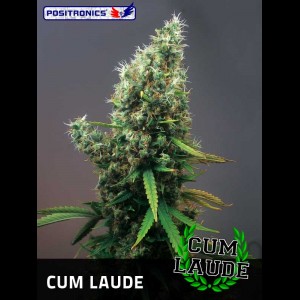 An image of Cum Laude