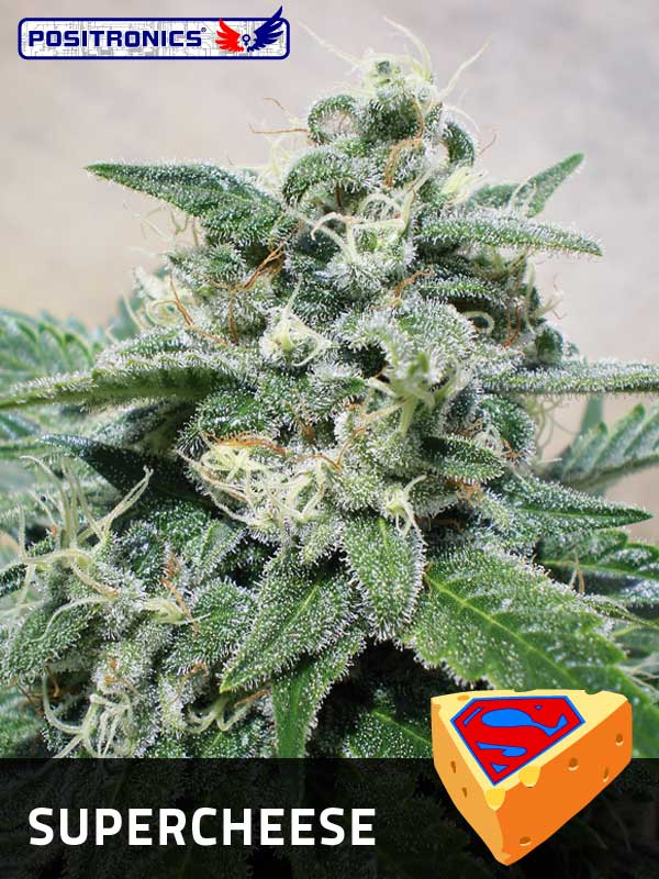 An image of Supercheese