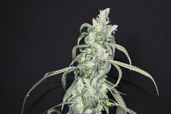 An image of Crystal Sherbet