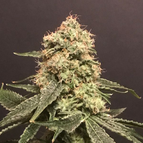 An image of Frosty Purps