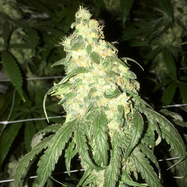 An image of Golden Monkey