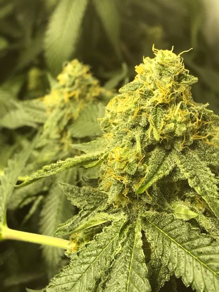 An image of Her Majesty’s Kush