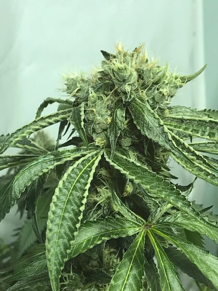 An image of Sour Moonfire