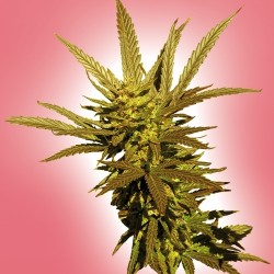 An image of Power Gold