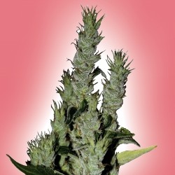 An image of Power Haze