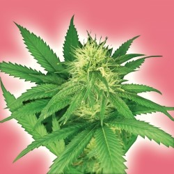 An image of Power Kush