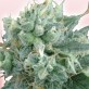 An image of Tropical J
