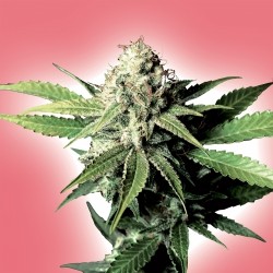 An image of White Skunk
