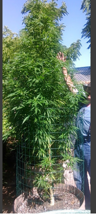 An image of Black Pineapple OG