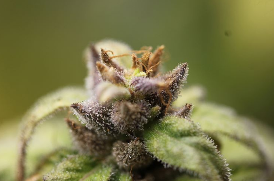 An image of Penny Weed