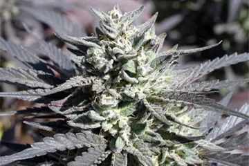 An image of Purple Kush '68 IBL