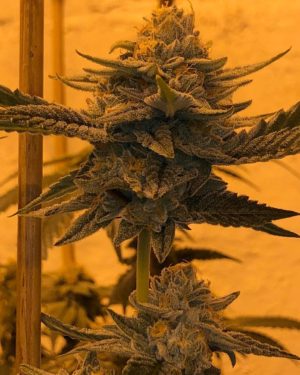 An image of Cold Cookies