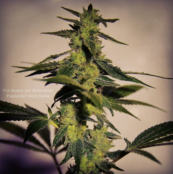 An image of Godzilla Glue #44