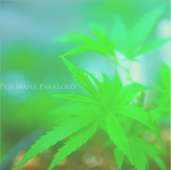 An image of HI CBD