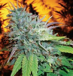 An image of HI Presidential OG