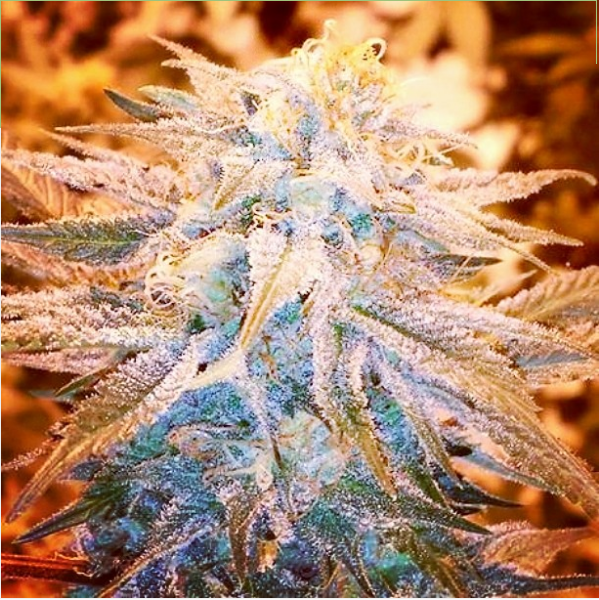 An image of Hawaiian Mayan Gold