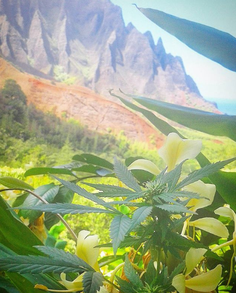 An image of Kalalau Wow