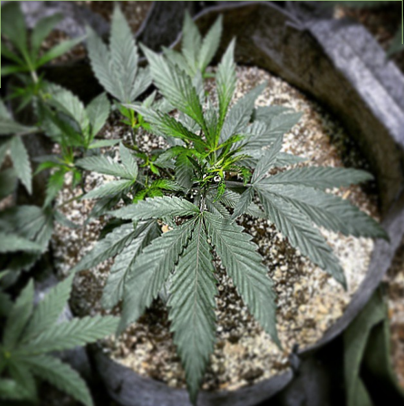 An image of Kū Hawai'i God of War OG