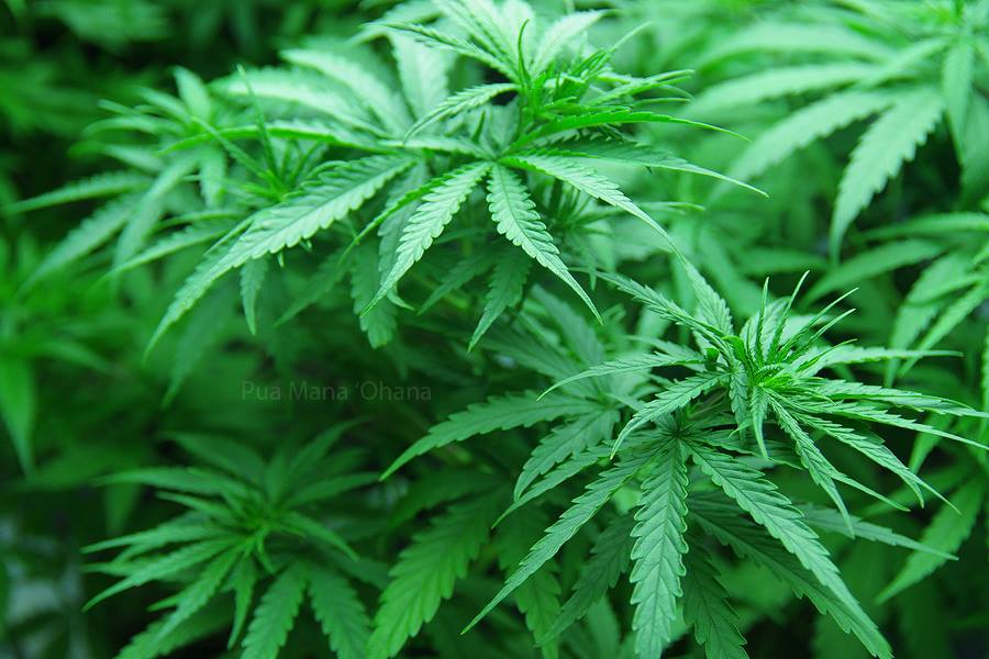 An image of Maui Wowie