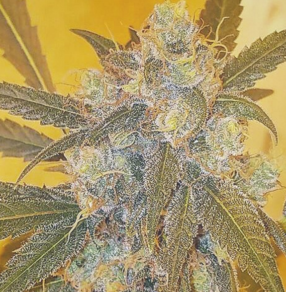 An image of Pineapple Express