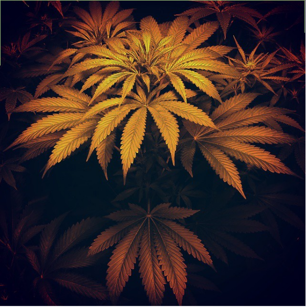 An image of Puna Buddaz