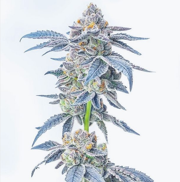 An image of Widow Scout Cookies