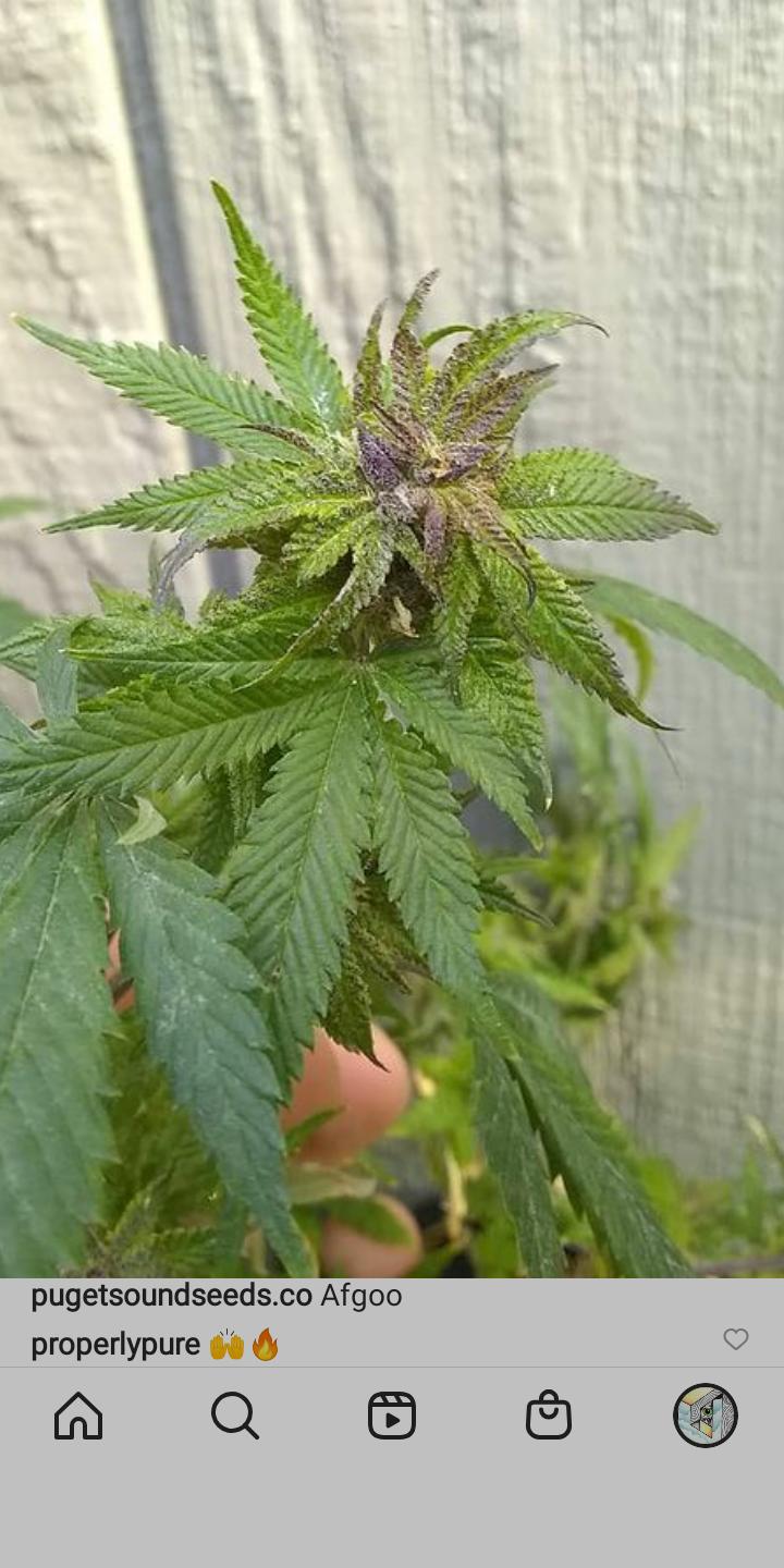 An image of Afghan Unicorn