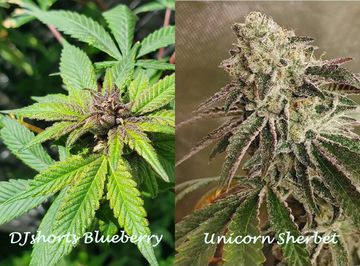 An image of Blueberry Unicorn