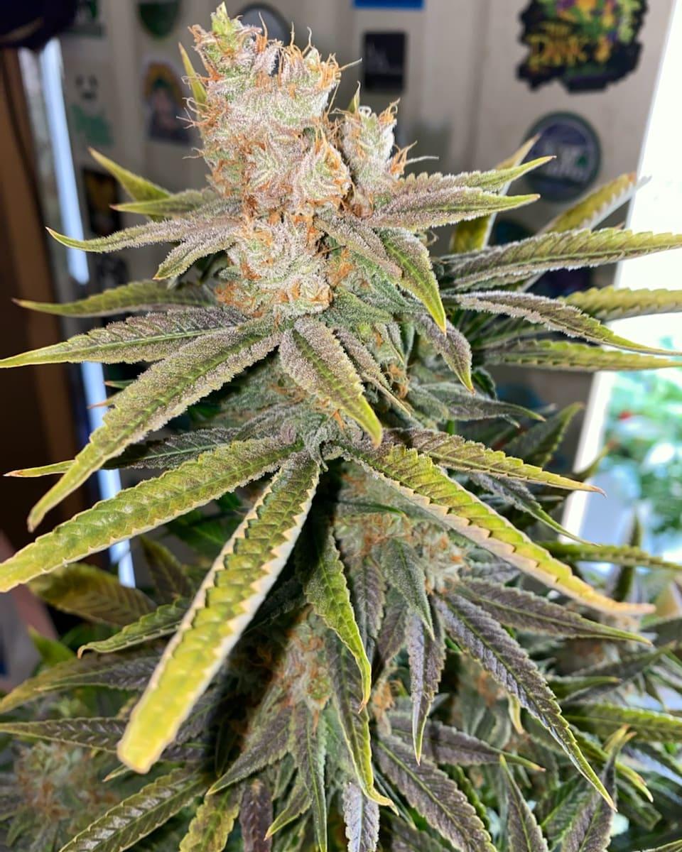 An image of Mountain Frost