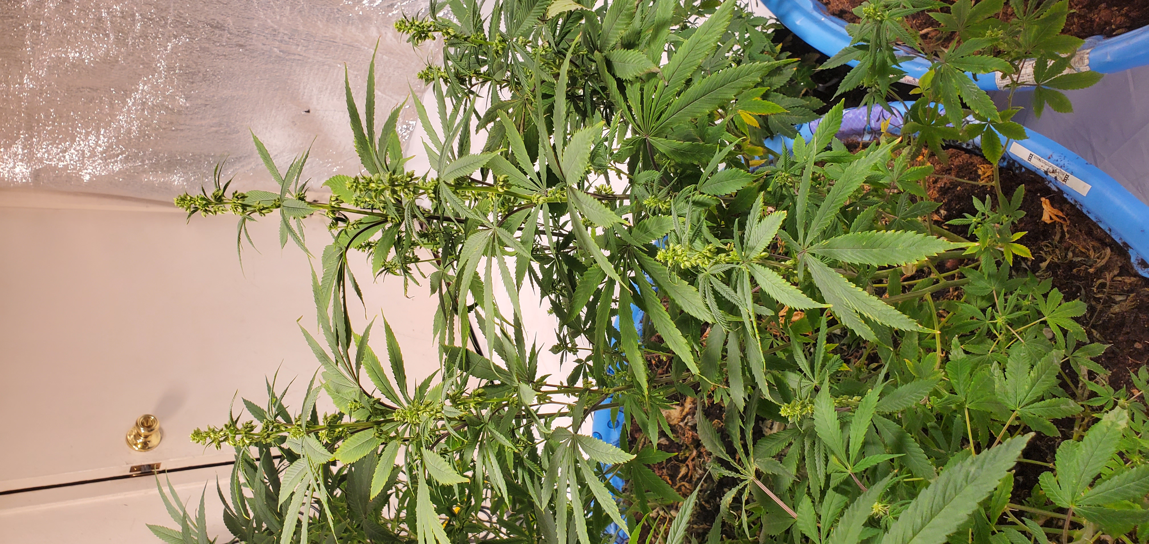 An image of Rhino Krack