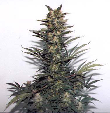 An image of Gian Haze